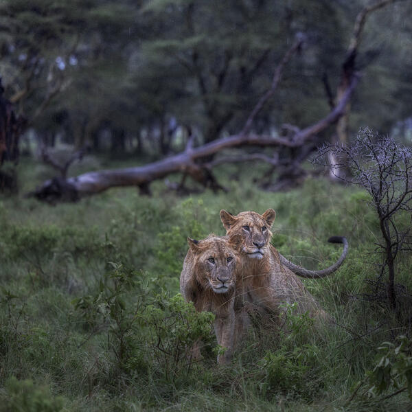 Young lions in Lake Nakuru national park, Kenya