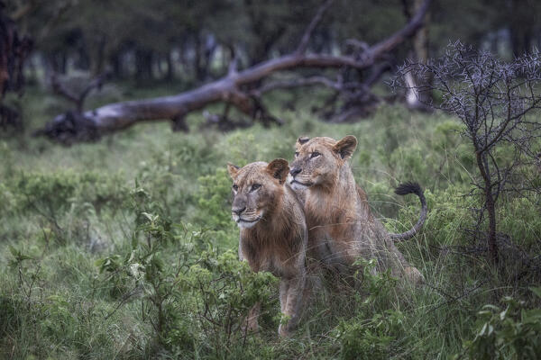 Young lions in Lake Nakuru national park, Kenya