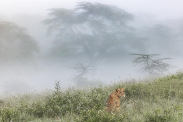 Lioness in Lake Nakuru national park, Kenya