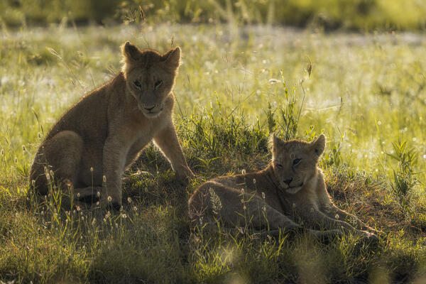 lion cubs at sunrise, maasaimara, kenya