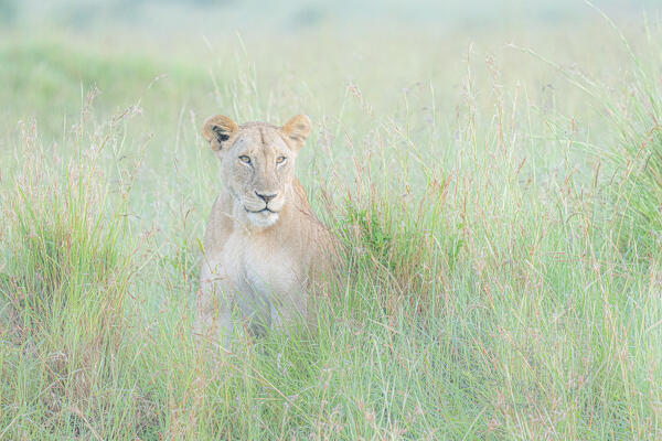 Lioness in the Maasaimara, Kenya
