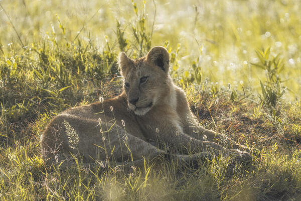 lion cub at sunrise, maasaimara, kenya