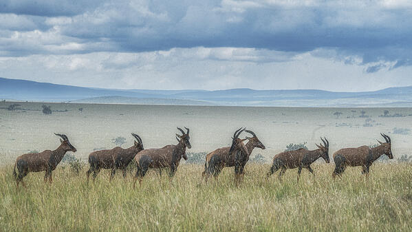 hartebeest (Alcelaphus buselaphus) in the Maasaimara, Kenya