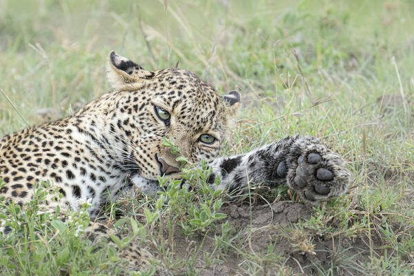 Leopard (panthera pardus) in the Maasaimara, Kenya