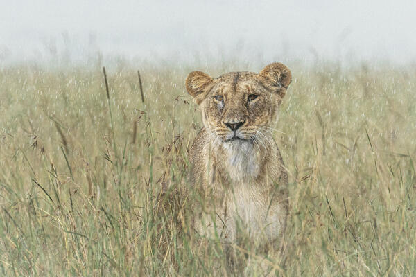 Lioness in the Maasaimara, Kenya