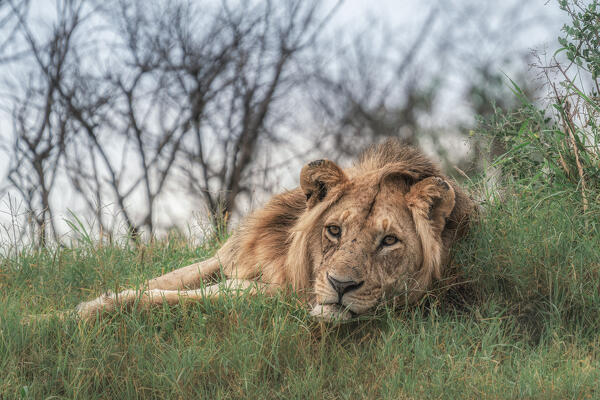 Male lion in the Maasai Mara, Kenya