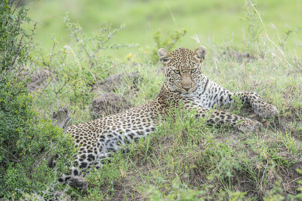 Leopard (panthera pardus) in the Maasaimara, Kenya