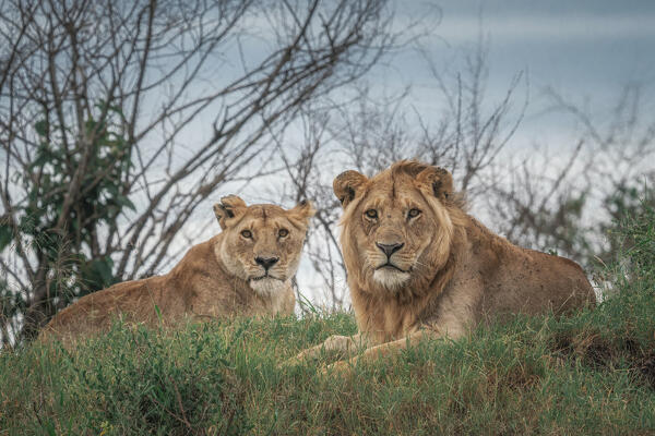 A pair of lions in the maasaimara, kenya