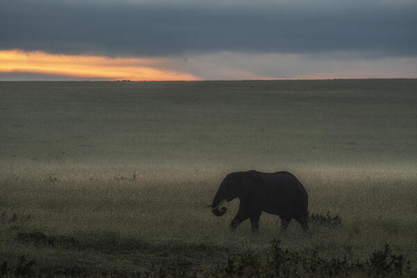 African elephant (loxodonta africana) in the Maasaimara, Kenya