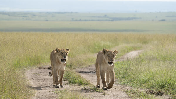 Lionesses in the Maasaimara, Kenya