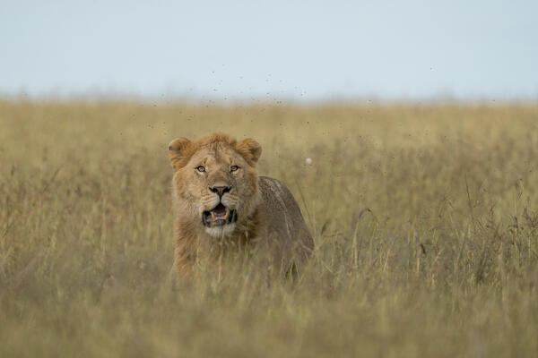 Male lion in the Maasai Mara, Kenya