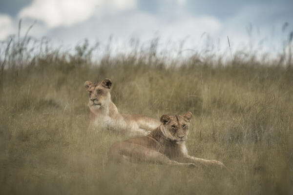 Lioness in the Maasaimara, Kenya
