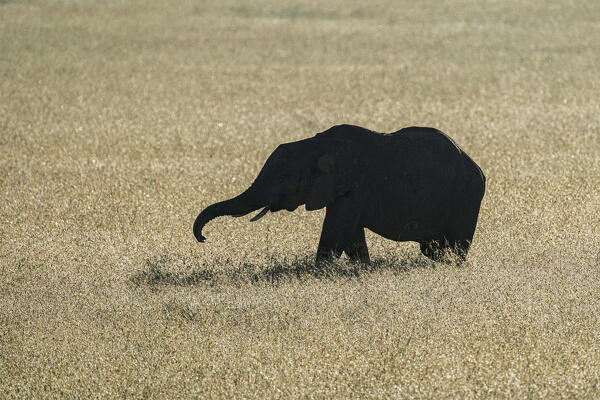 African elephant (loxodonta africana) in the Maasaimara, Kenya