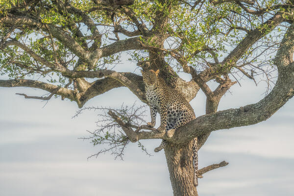 leopard on a tree in the Maasaimara, Kenya