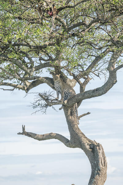 leopard on a tree in the Maasaimara, Kenya