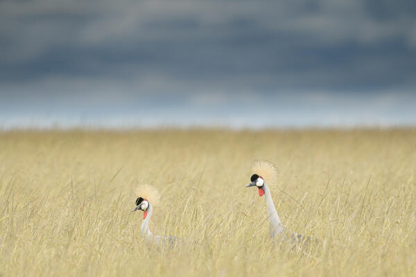 grey crowned crane (Balearica regulorum) in the Maasaimara, Kenya