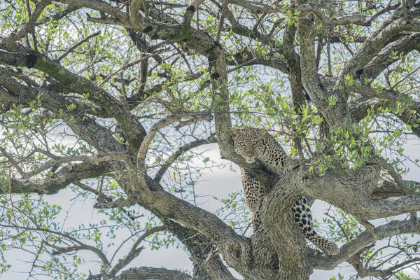 leopard on a tree in the Maasaimara, Kenya