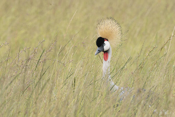 grey crowned crane (Balearica regulorum) in the Maasaimara, Kenya