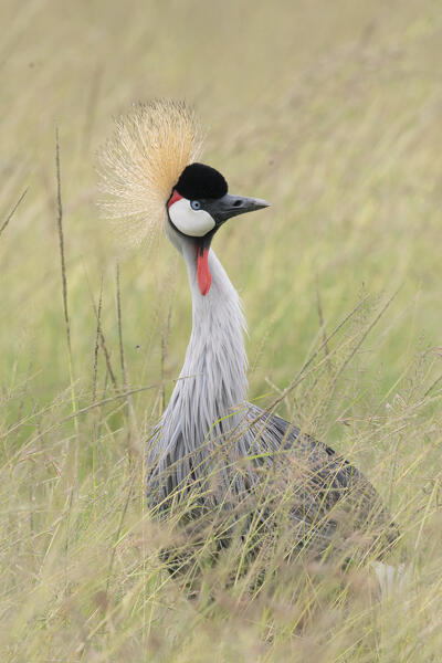 grey crowned crane (Balearica regulorum) in the Maasaimara, Kenya