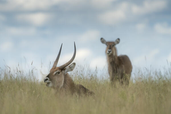 waterbucks (Kobus ellipsiprymnus) in the Maasaimara, Kenya