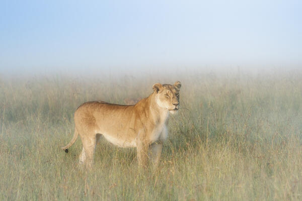 Lioness in the Maasaimara, Kenya