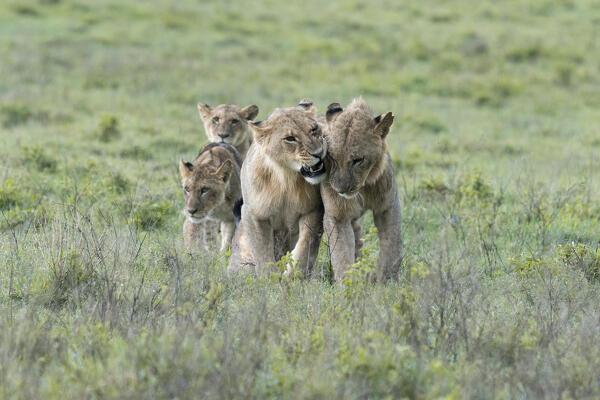 Lion family in Lake Nakuru national park, Kenya