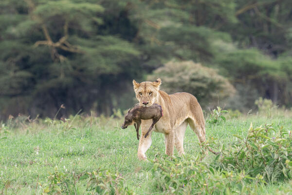Lioness with kill in Lake Nakuru national park, Kenya