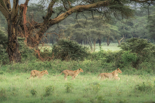 Lion cubs in Lake Nakuru national park, Kenya