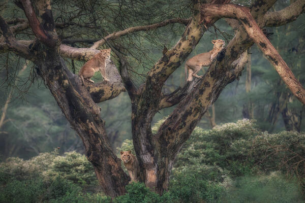 Lioness on a tree in Lake Nakuru National Park, Kenya