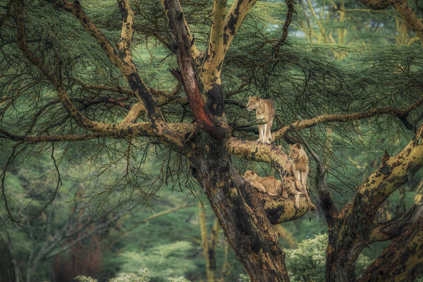 Lioness on a tree in Lake Nakuru National Park, Kenya