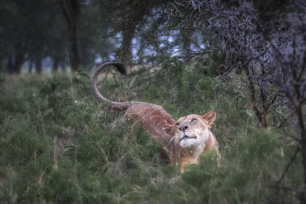 Lioness in Lake Nakuru national park, Kenya