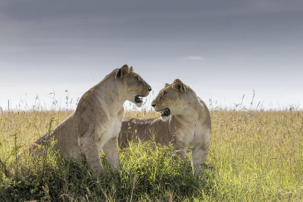 Lionesses in the Maasaimara, Kenya