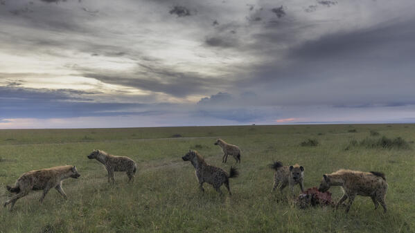  spotted hyenas (Crocuta crocuta) with kill in the maasaimara, kenya