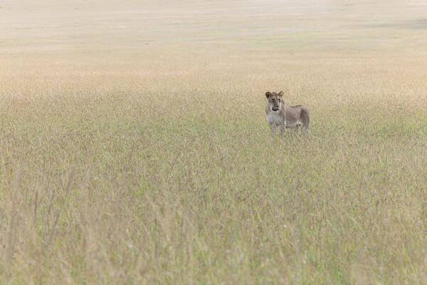 Lioness in the Maasaimara, Kenya