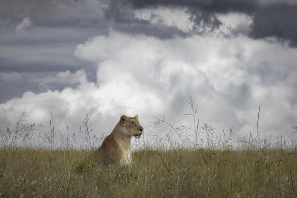 Lioness in the Maasaimara, kenya, at sunrise