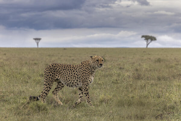 Cheetah (acinonyx jubatus) in the Maasaimara