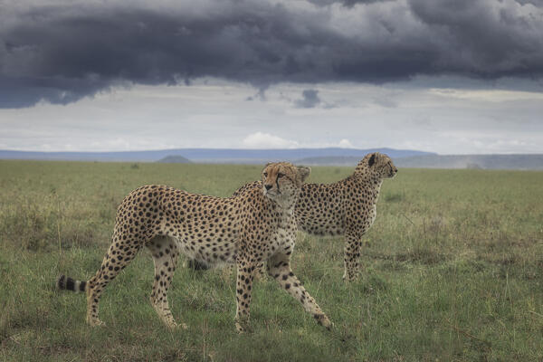 Cheetahs (acinonyx jubatus) in the Maasaimara grassland, Kenya