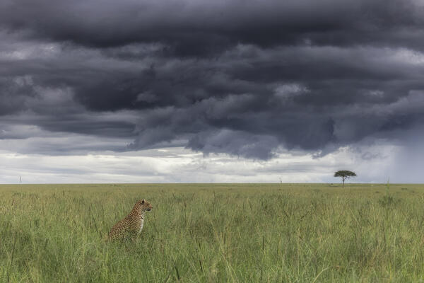 Leopard (panthera pardus) in the Maasaimara, Kenya