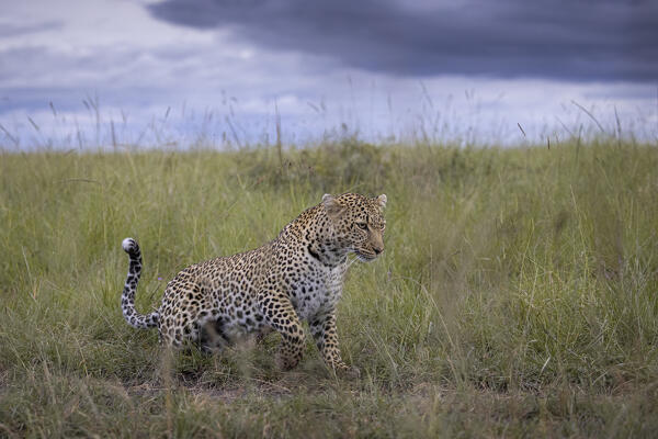 Leopard (panthera pardus) in the Maasaimara, Kenya