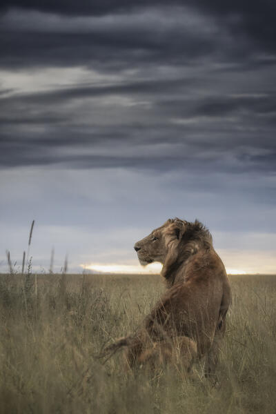 Male lion in the Maasai Mara, Kenya