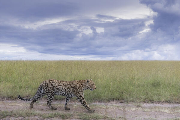 Leopard (panthera pardus) in the Maasaimara, Kenya