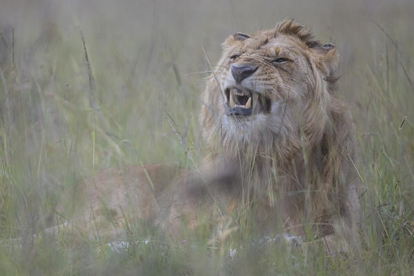 Male lion in the Maasai Mara, Kenya