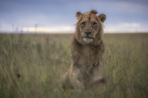 Male lion in the Maasai Mara, Kenya