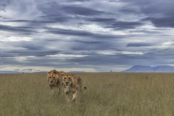 A pair of lions in the maasaimara, kenya