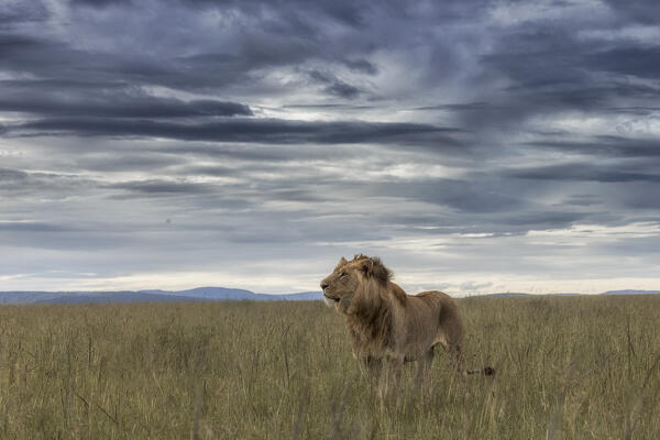 Male lion in the Maasai Mara, Kenya
