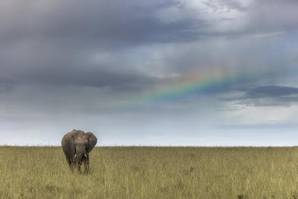African elephant (loxodonta africana) in front of rainbow, in the Maasaimara, Kenya
