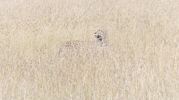 leopard in the high grass, Maasaimara, kenya