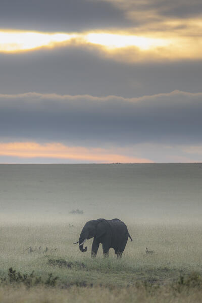 African elephant (loxodonta africana) in the Maasaimara, Kenya