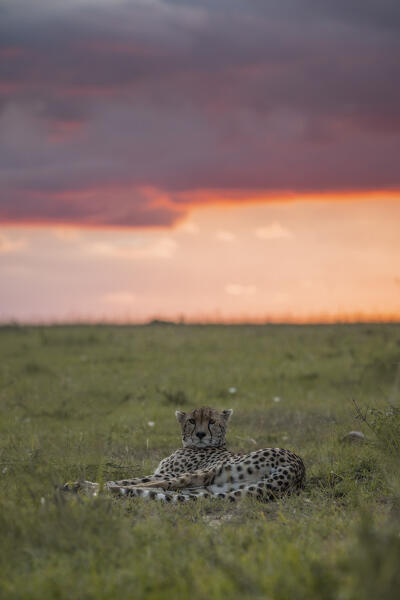 Cheetah (acinonyx jubatus) in the Maasaimara, at sunset
