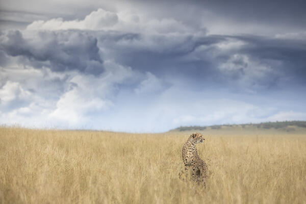 Cheetah (acinonyx jubatus) in the Maasaimara